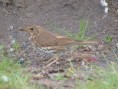 /album/my-local-birding-gallery/song-thrush-dewsbury-jpg/